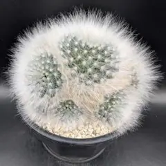 2026年最新】サボテン薫晃殿の人気アイテム - メルカリ