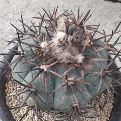 2026年最新】エキノカクタス 雷帝の人気アイテム - メルカリ