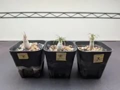 2026年最新】グラキリス 2頭 実生の人気アイテム - メルカリ