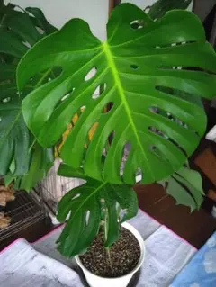 2026年最新】観葉植物 モンステラの人気アイテム - メルカリ