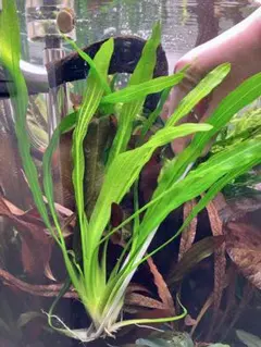 2026年最新】エキノドルス ホレマニーの人気アイテム - メルカリ