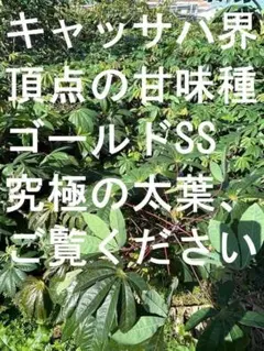 2026年最新】キャッサバ苗の人気アイテム - メルカリ