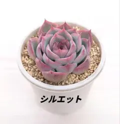 2026年最新】多肉植物 苗 韓国苗の人気アイテム - メルカリ
