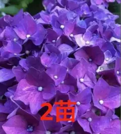 2026年最新】アジサイ 苗の人気アイテム - メルカリ