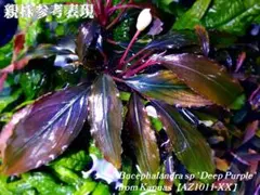 2026年最新】bucephalandra sp deepの人気アイテム - メルカリ