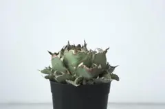 2026年最新】姫厳竜 子株の人気アイテム - メルカリ