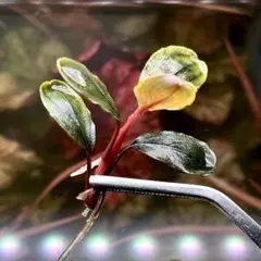 2026年最新】ブセファランドラ レッドの人気アイテム - メルカリ