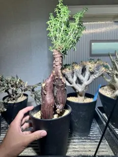 2026年最新】メストクレマ ツベローサムの人気アイテム - メルカリ