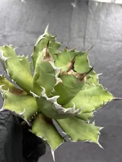 2026年最新】姫厳竜の人気アイテム - メルカリ