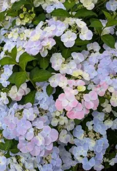 2026年最新】紫陽花苗の人気アイテム - メルカリ