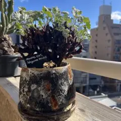 2026年最新】ミラビレの人気アイテム - メルカリ