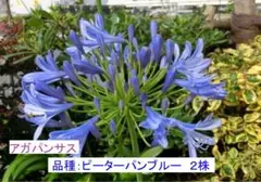 2026年最新】クンシランの人気アイテム - メルカリ