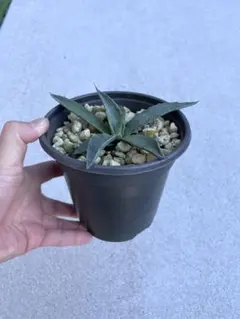 2026年最新】アガベモンタナの人気アイテム - メルカリ