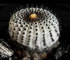 2026年最新】コピアポアの人気アイテム - メルカリ