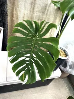 2026年最新】マクロコズム モンステラの人気アイテム - メルカリ