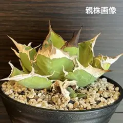 2026年最新】オアハカ 子株の人気アイテム - メルカリ