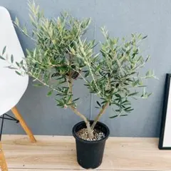 2026年最新】オリーブの木 ピクアルの人気アイテム - メルカリ