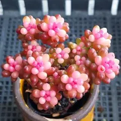 2026年最新】抜き苗の人気アイテム - メルカリ