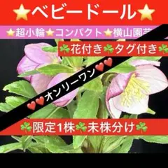 2026年最新】クリスマスローズ 株分け 苗の人気アイテム - メルカリ