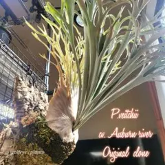 2026年最新】veitchii auburn riverの人気アイテム - メルカリ