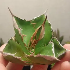 2026年最新】ホホジロザメ アガベの人気アイテム - メルカリ