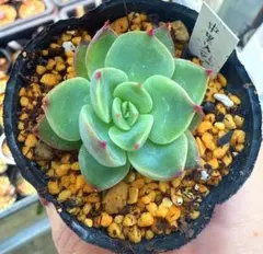 2026年最新】中里リンゼアナ 札の人気アイテム - メルカリ