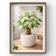 2026年最新】パキラ ミルキーウェイの人気アイテム - メルカリ