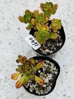 2026年最新】アエオニウムの人気アイテム - メルカリ