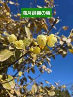 2026年最新】満月蝋梅種の人気アイテム - メルカリ
