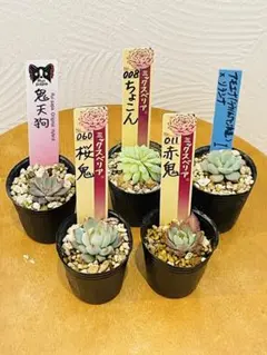 2026年最新】ルイパパさん苗の人気アイテム - メルカリ