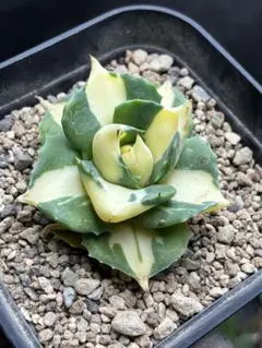 2026年最新】アガベポタトラムの人気アイテム - メルカリ