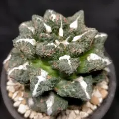 2026年最新】アリオカルプスの人気アイテム - メルカリ