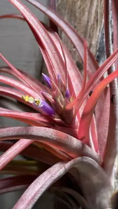 2026年最新】ラブノット エアプランツの人気アイテム - メルカリ