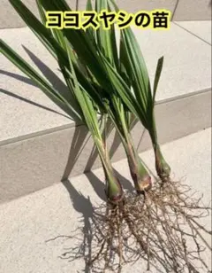 2026年最新】ココスヤシ シルバーの人気アイテム - メルカリ