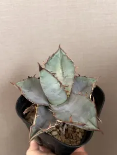 2026年最新】アガベ チタノタブルーの人気アイテム - メルカリ