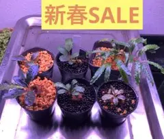 2026年最新】ブセファランドラ ゴースト2016の人気アイテム - メルカリ