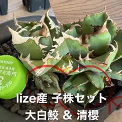 2026年最新】lize アガベの人気アイテム - メルカリ