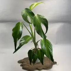 2026年最新】モンステラバールマルクスフレームの人気アイテム - メルカリ