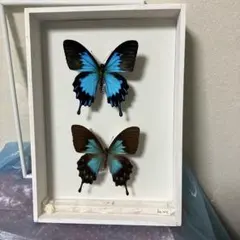 2026年最新】オオルリアゲハ 標本の人気アイテム - メルカリ