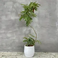 2026年最新】エバーフレッシュ 大型の人気アイテム - メルカリ