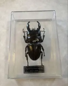 2026年最新】ディアゴスティーニ 世界の昆虫の人気アイテム - メルカリ