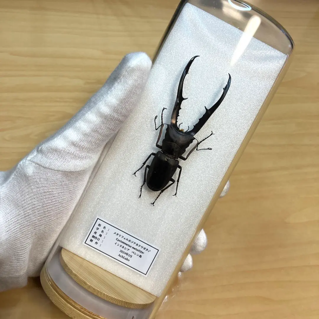 2026年最新】メタリフェルホソアカクワガタ標本の人気アイテム - メルカリ