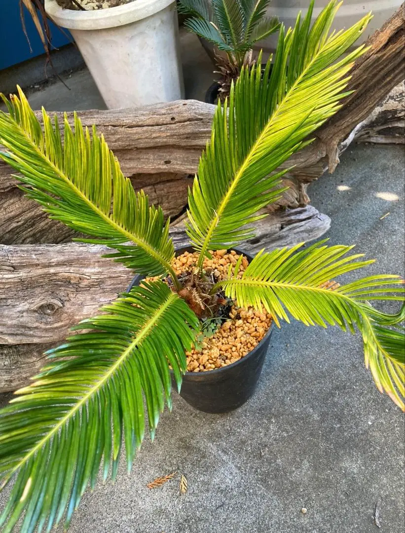 2026年最新】大きいソテツの人気アイテム - メルカリ