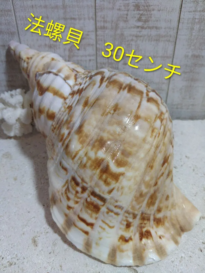 2026年最新】沖縄の法螺貝 ほら貝の人気アイテム - メルカリ