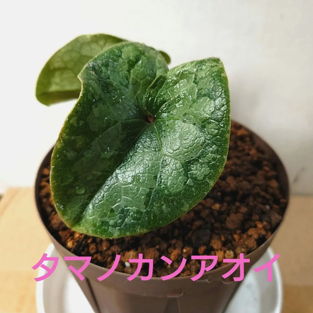 2026年最新】カンアオイ タマノの人気アイテム - メルカリ
