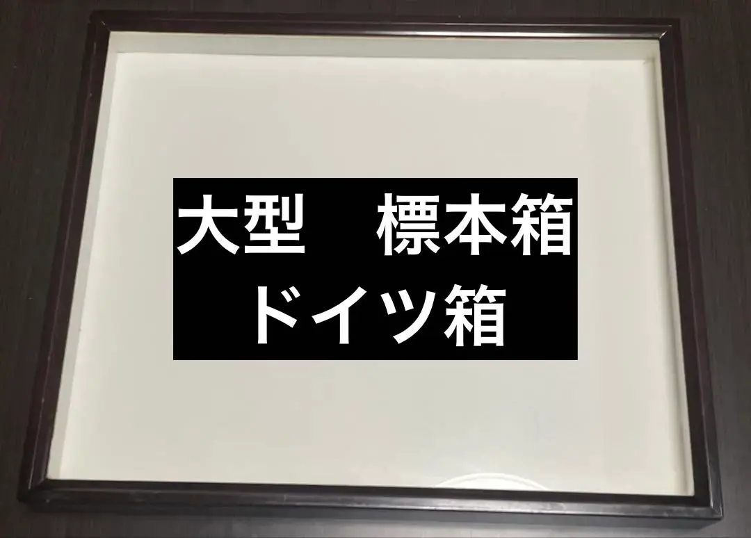 2026年最新】蝶標本 ドイツ箱の人気アイテム - メルカリ