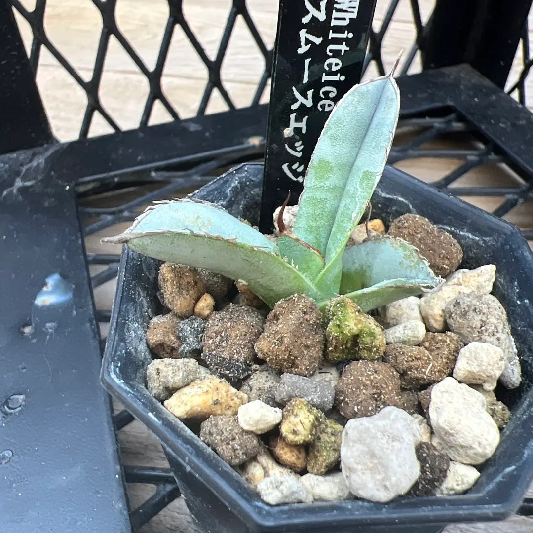 2026年最新】アガベ チタノタ ホワイトアイスの人気アイテム - メルカリ