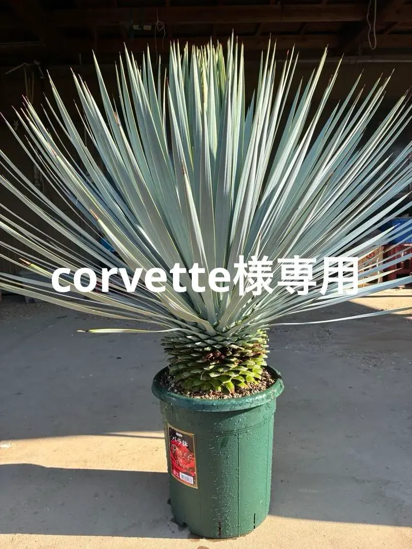 2026年最新】マルデヌベスの人気アイテム - メルカリ