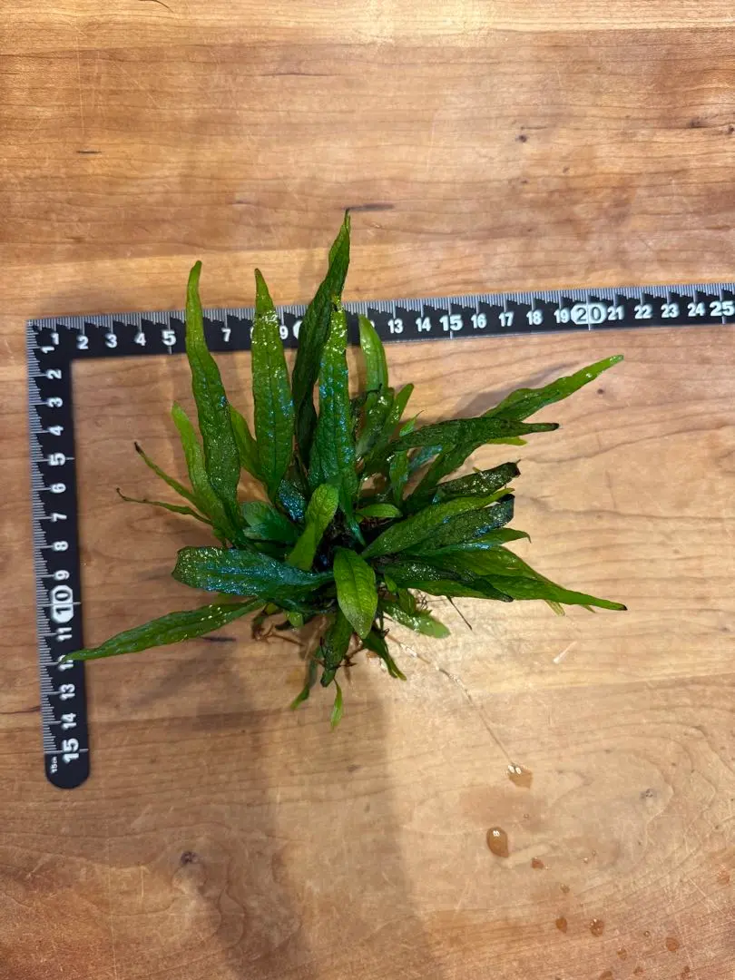 2026年最新】ミクロソリウム スモールリーフの人気アイテム - メルカリ