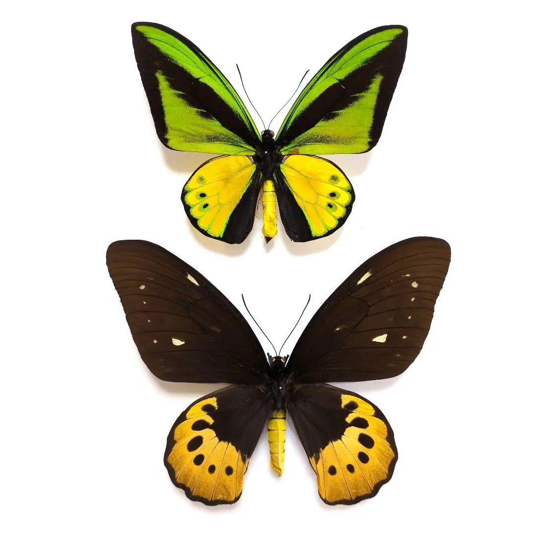 2026年最新】ゴライアス標本の人気アイテム - メルカリ